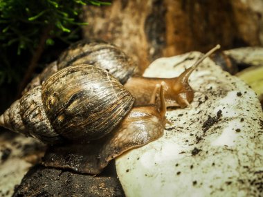 Sarmal kabukları ile salyangoz