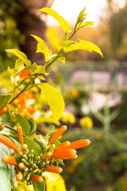 Pyrostegia venusta, parlak turuncu borulu çiçekli çalı