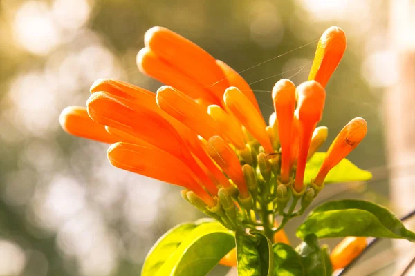 Pyrostegia venusta, struik met helder oranje buisvormige bloemen — Stockfoto