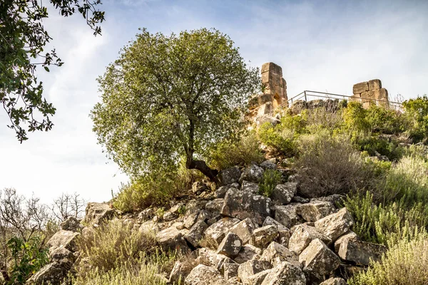 El árbol torcido en una ladera entre las ruinas de piedra de la antigua fortaleza — Foto de Stock