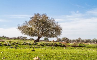 ağaç üzerinde yeşil çayır