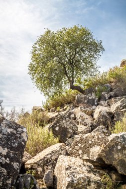 Taş arasında bir yamaca eğri ağaç eski kale Harabeleri