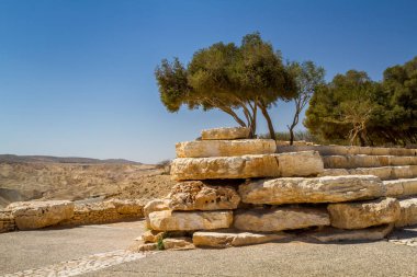 Bir taş, Negev Çölü, İsrail Ben Gurion milli parkta ağaçta