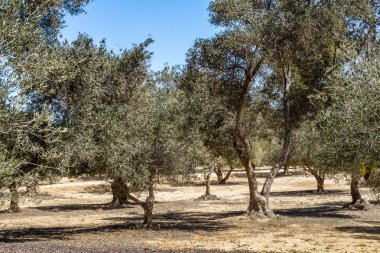 Bahçedeki zeytin ağaçları