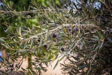 Siyah zeytin meyve şubesine olgunlaşma