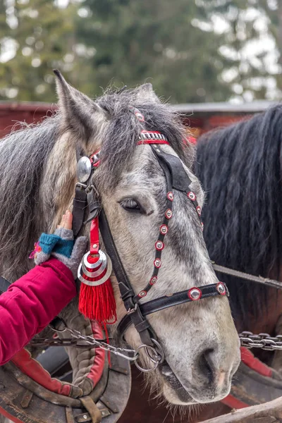 The gray horse head in bridle