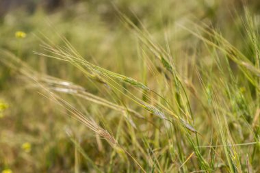 Alan arka plan, kulakları tahıl bitki