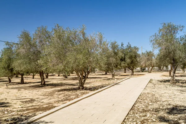 Bahçedeki zeytin ağaçları