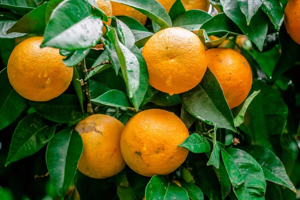 Arka plan yeşil yaprakların üzerinde turuncu meyveler