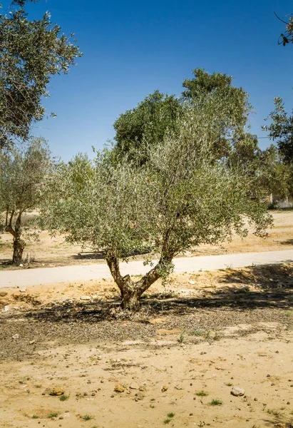 Olivos en el jardín —  Fotos de Stock