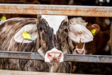 Padok çiftliğinde inek