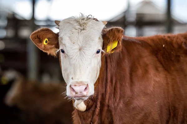 Cow in the paddock in farm — Stock Photo, Image