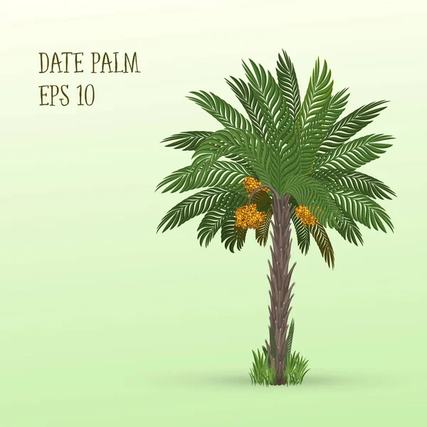 Data palm z owocami — Wektor stockowy