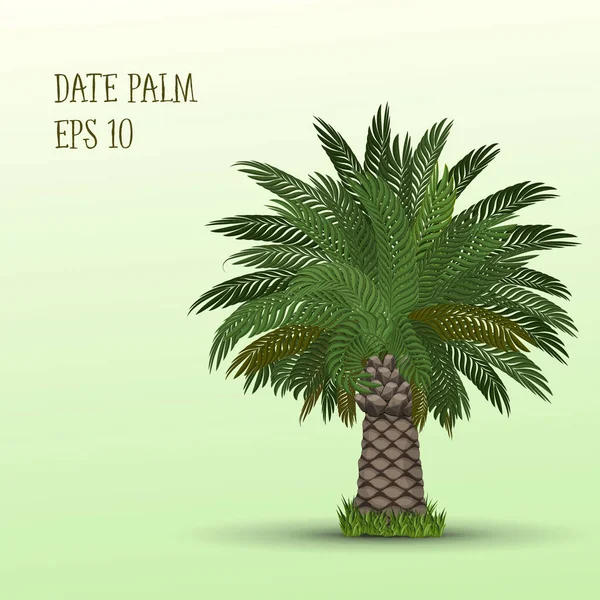 Drzewa palmy daktylowej — Wektor stockowy