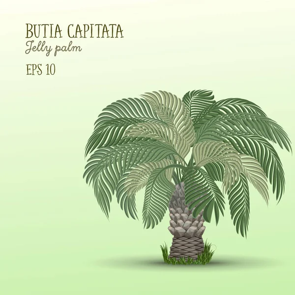 Фінікової пальми, Butia capitata. — стоковий вектор