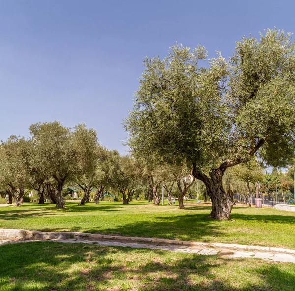 Zeytin ağaçları parkta, Jerusalem — Stok fotoğraf