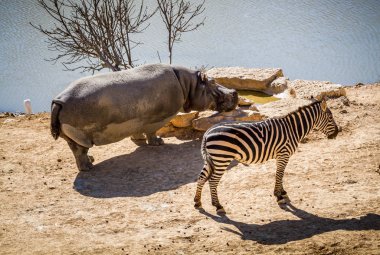 Zebra ve su aygırı, Kudüs'te İncil'deki Hayvanat Bahçesi
