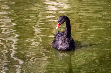 İncil'deki Hayvanat Bahçesi, İsrail Kudüs'te siyah kuğu