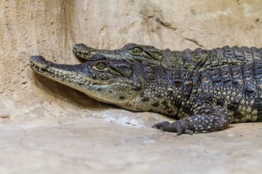 Genç Nil timsahları, Kudüs'te İncil'deki Hayvanat Bahçesi
