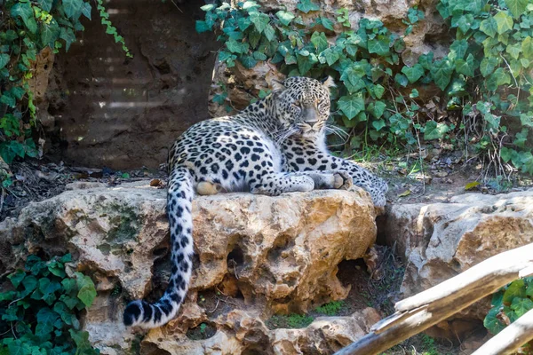 stock image Persian Leopard, Jerusalem Biblical Zoo in Israel