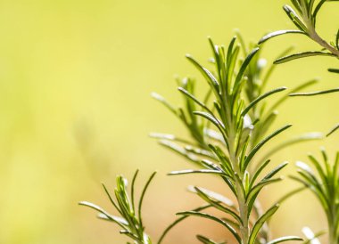 Dal biberiye, aromatik bitki