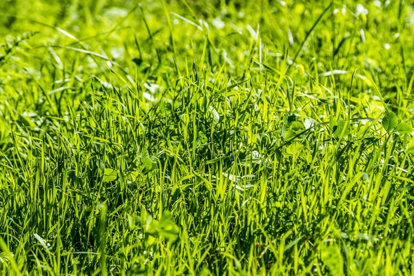 緑の芝生、草の背景 — ストック写真