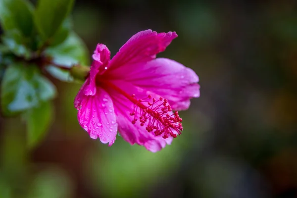 Hibiscus rosa-sinensis, lila-roze bloem — Stockfoto