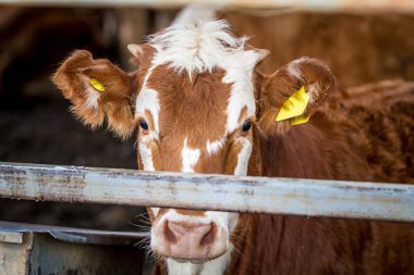 Padok çiftliğinde inek
