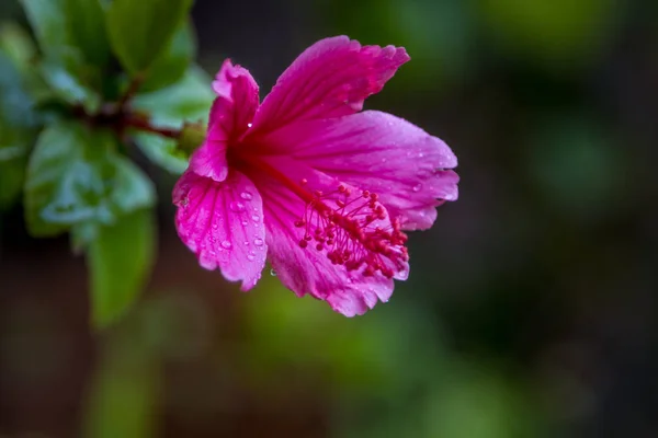 Hibiscus rosa-sinensis, fiore rosa lilla — Foto Stock