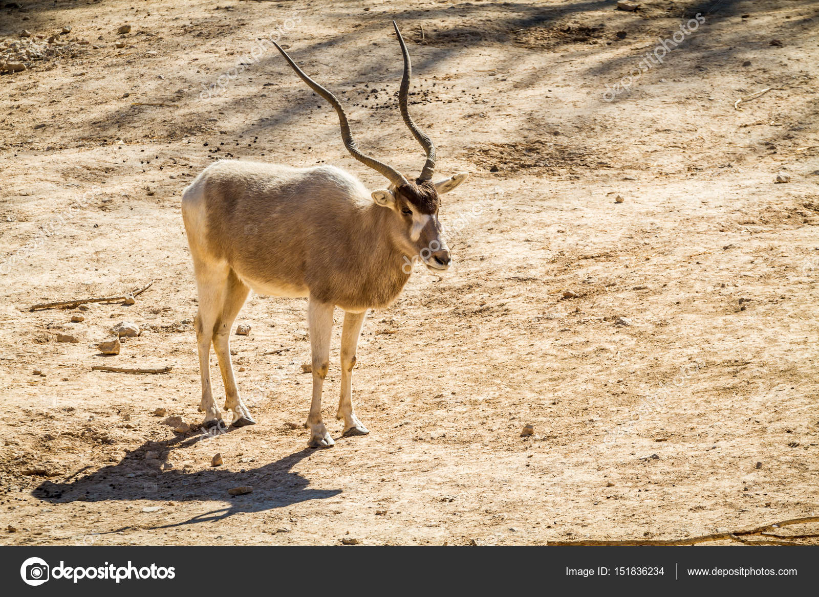 antelope chatrooms Press to search craigslist save search options close free stuff search titles only has image posted today bundle duplicates. antelope chatrooms Press to search craigslist save search options close free stuff search titles only has image posted today bundle duplicates.