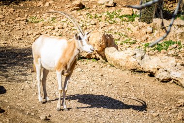 Pala oryx, Kudüs İsrail İncille Hayvanat Bahçesi
