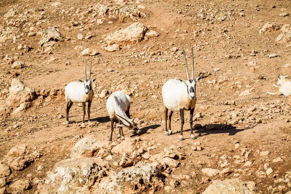 Arap oryx, Kudüs İsrail İncille Hayvanat Bahçesi — Stok fotoğraf