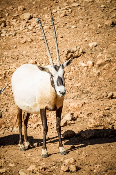 L'oryx arabe, zoo biblique de Jérusalem en Israël — Photo