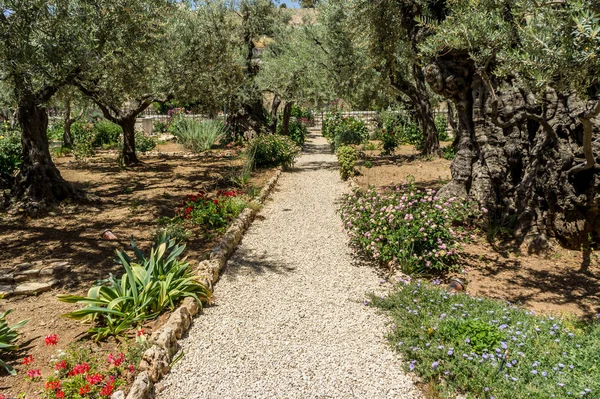Bahçe Gethsemane Kudüs, İsrail — Stok fotoğraf