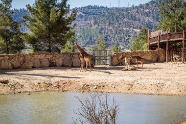 İncil'deki Hayvanat Bahçesi, Kudüs'te İsrail Zebra
