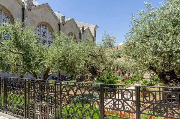 O Jardim do Getsêmani em Jerusalém, Israel — Fotografia de Stock