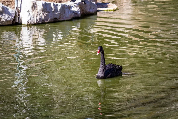 The black swan in Jerusalem Biblical Zoo, Israel