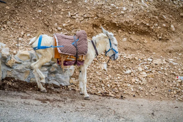 Saddled ezel staat in de bergen, Israël — Stockfoto