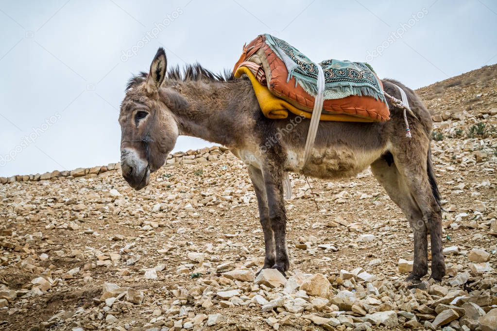 Saddled donkey stands in mountain area, Israel