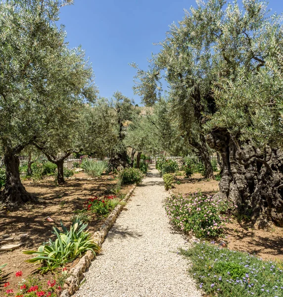 De Hof van Getsemane in Jeruzalem, Israël — Stockfoto