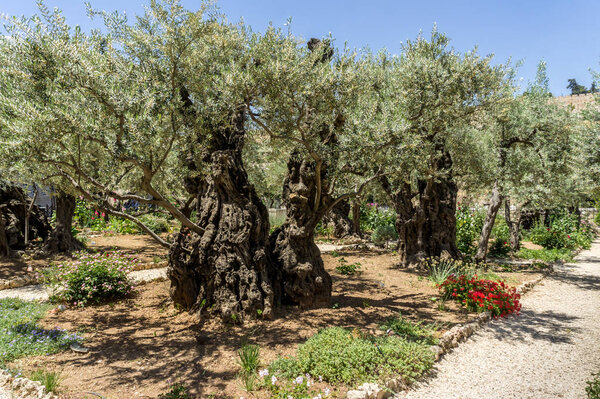 The Garden of Gethsemane in Jerusalem, Israel