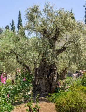 Bahçe Gethsemane Kudüs, İsrail