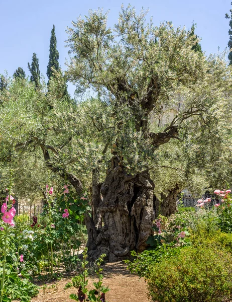 Bahçe Gethsemane Kudüs, İsrail — Stok fotoğraf
