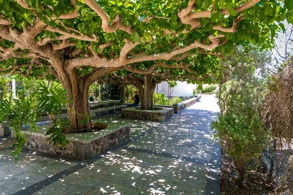 Trädgården av kyrkan av apostlarna i Galileen, Israel — Stockfoto