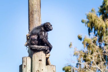 Örümcek maymun, Kudüs İsrail İncille Hayvanat Bahçesi