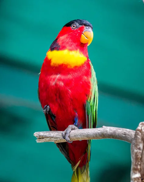İncil'deki Hayvanat Bahçesi, İsrail Kudüs'te Avustralya papağan