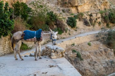 Eşek Judean Desert