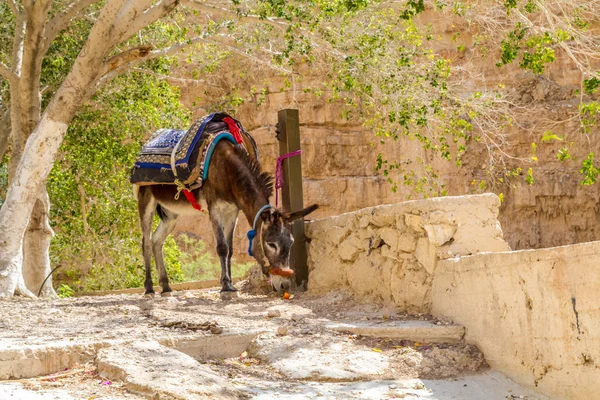 Donkey in the Judean Desert — Stockfoto