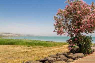 Celile Denizi, İsrail kıyısında Blooming ağaç