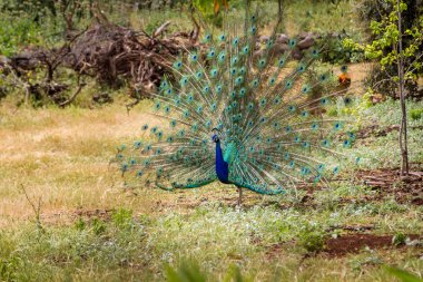 Park, İsrail bahçesinde açık kuyruklu peacock